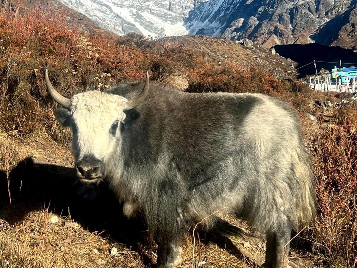 Langtang Valley Trek - 10 Days